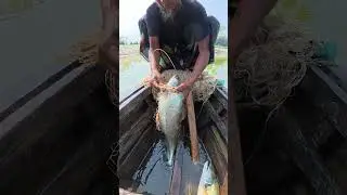 Amazing Traditional Fishing! Catching a GIANT Catfish in Village River