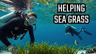 Trang | Sea Grass planting for the local Dugongs