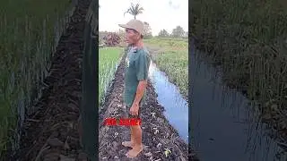 PAK SLAMET TRANSMIGRAN BARU 4 BULAN RAPIH BANGET TRANSMIGRASI TANJUNG BUKA SP 10