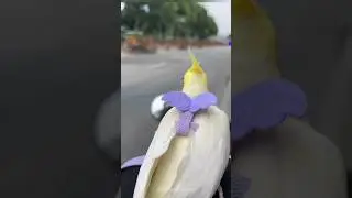 Unlock Freedom for Your Feathered Friend with the Best Bird Harness! 🐦