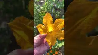 Why Are My Squash Blossoms Falling Off? #squashblossoms #squash