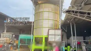 Farmers send their freshly harvested grain to the grain dryers for drying#graindryer