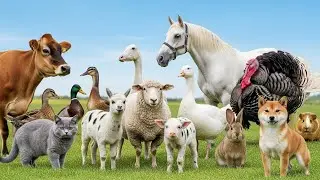 Explore Farm Animals: Pig, Cow, Goat, Sheep, Chicken, Duck, Dog, Cat, Fish