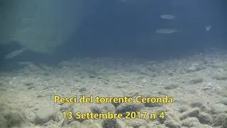 Pesci del torrente Ceronda 13 Settembre 2017 n&deg;4 - Fish from the Ceronda stream13 September 2017 n&deg;4