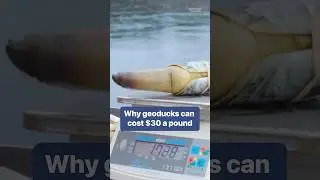 #Geoducks can cost up to double the price of Maine lobster at $30 a pound. #seafood #asia