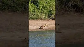 Lioness drinking from the Chobe river, Botswana. #wildlife #chobenationalpark #fyp #nature #safari