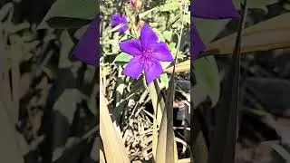 Princess Flower      #beautifulflower #uniqueflowers  #flowers  #beautifulflowers #cuteflowers