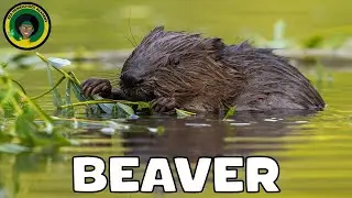 Busy Beaver || #video || Quick Facts ||