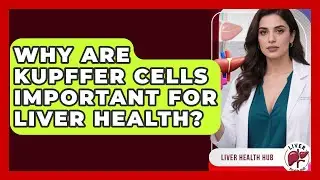 Why Are Kupffer Cells Important For Liver Health? - Liver Health Hub