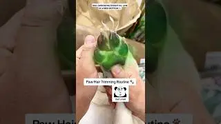 Best Paw Cleaner for Dogs Essential Dog Grooming Tool #shorts #grooming #doggroomingtipsandproducts