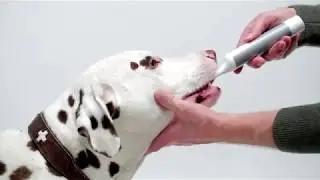 Ultrasound Toothbrush For Dogs