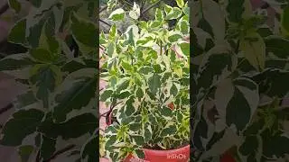 How to grow and care Variegated Chinese Violet/creeping foxglove/Asystasia gangetica veriegata