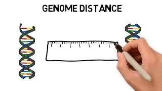 How to calculate the distance between genomes and what is the Genome Sorting Problem?