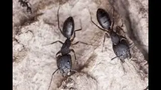 Black Crazy Ants HUNTING