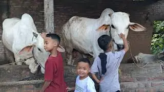 Perjalanan Mencari Sapi Kurban Terbaik! Masjid Al Huda Gunungsaren Kidul 2025!