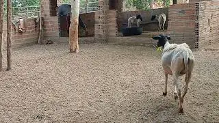 Alimentando os animais, gosto demais 