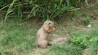 An eating European souslik