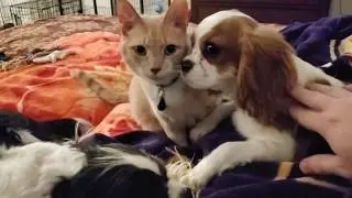 Cavaliers and our Cat Oliver (How Cavaliers interact with other Animals)