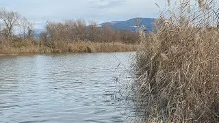 Sakarya nehri balık avı #2026 #keşfet #fishing #carpfishing #fish #trending #keşfetbeniöneçıkar 