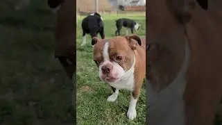 ASMR 10 Minutes Of Dogs Eating Grass | SOOTHING SOUNDS
