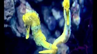Seahorses and Chinese Medicine Trade