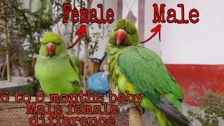 difference between baby Indian ringneck parrot male & female (@parrothubb)