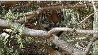 Tiger Birth | National Geographic
