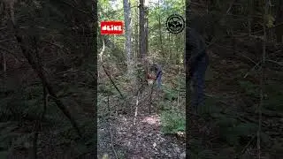 The most important part of tree felling,  Notches!! #loggerlife #felling #logging
