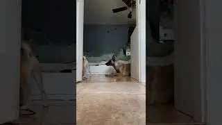 Shiba and Belgian Malinois Adventures