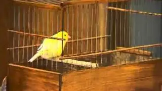 russian canary 99402246