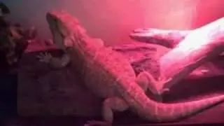 Baby Bearded Dragons TOOL fans