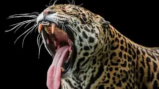 Untamed Wilderness: A Journey through Nature's Spectacular Moments #wildlife #animals #naturelovers