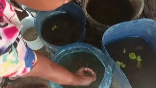 tenemo betta derasa estamo espesado akria
