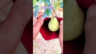 How to Protect Avocado Fruit from Borers Using Fruit Bagging | Organic Pest Control #shorts #farming