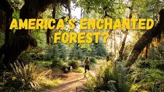Walking Through a Dream | The Hoh Rainforest