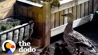 Guy Rescues Duckling Families Every Year | The Dodo