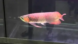 Aquarama 2013 Arowana: SMALL; CLASS 1; 3RD PLACE