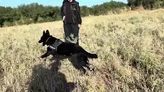 Bait Poison Detection Dog (GSD 8 months) 