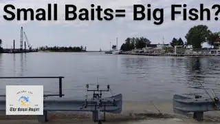 Small Baits= Big Carp? #carpfishing #carprigs #indiana #baitnerd 