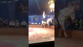 les spectacles de voltige quelle bhonneur #music #song #equitation #horse #equestrian #cheval#voltig