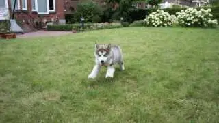 Alaskan Malamute growing process