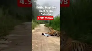 Bagh ne Dabocha #reelsviralfb #follow #subscribe #followers #reels​