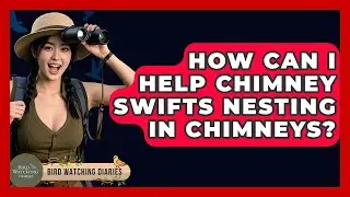 How Can I Help Chimney Swifts Nesting In Chimneys? - Bird Watching Diaries