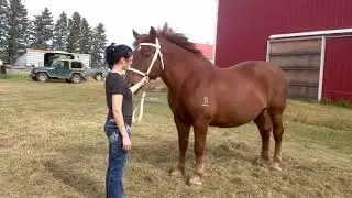 Clearview Stock Farm Suffolk Mare - B Bar Sheba