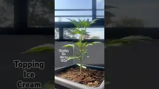 Ice Cream Cake 🍦🍰 Topping✂️😱#cannabisdaily#outdoors #sungrow #shortvideo #shorts #youtubeshorts