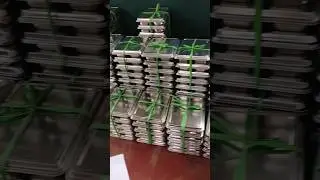 MBG (makan bergizi gratis)