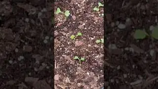 Planting Collard Greens in Late Summer for Fall Harvest #growyourownfood
