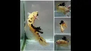 CLINICA DE BETTAS, PODREDUMBRE DE ALETAS