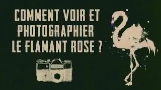 COMMENT VOIR & PHOTOGRAPHIER UN FLAMANT ROSE 🦢