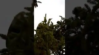 Czapla na świerku 🌲